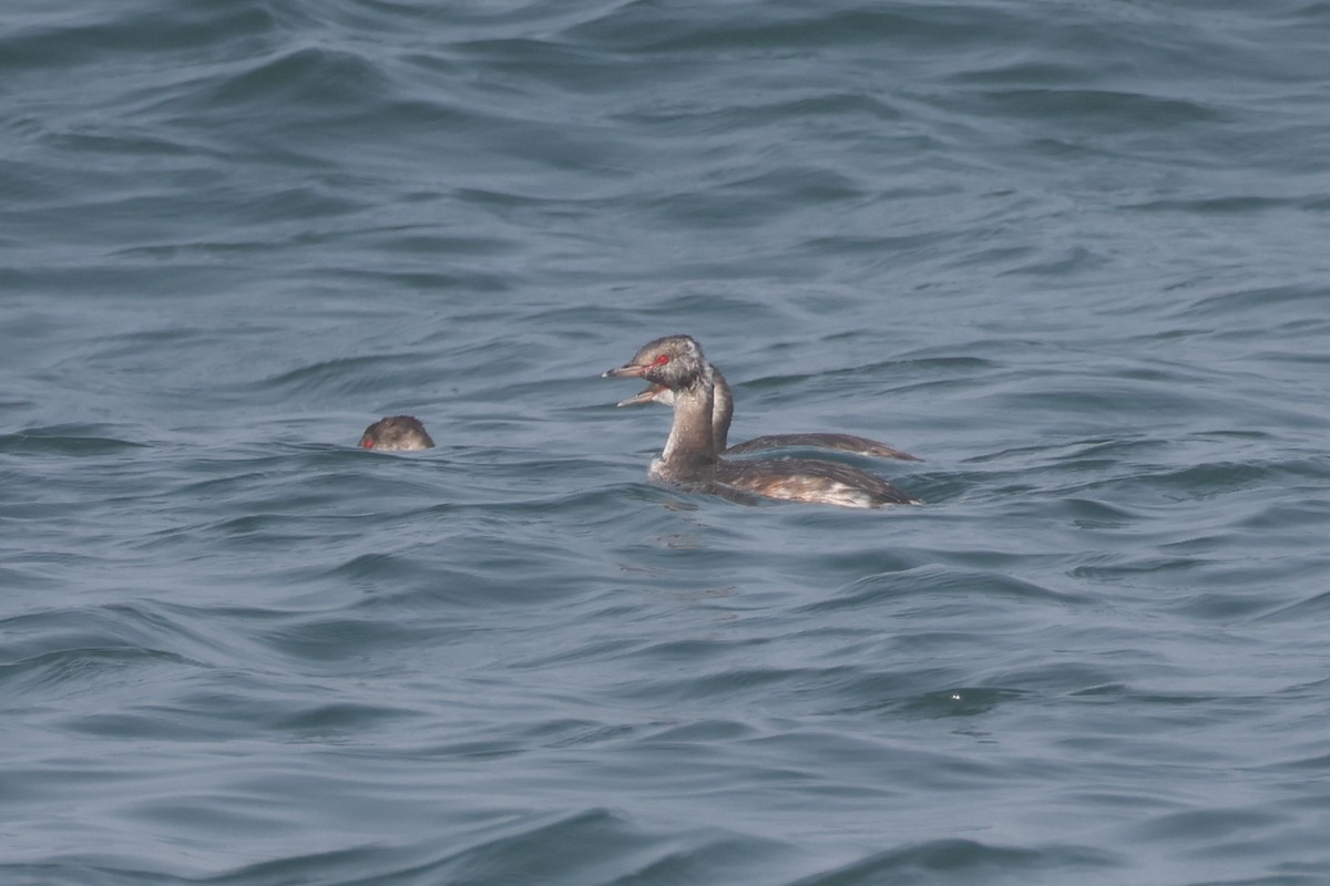 Horned Grebe - ML641420395