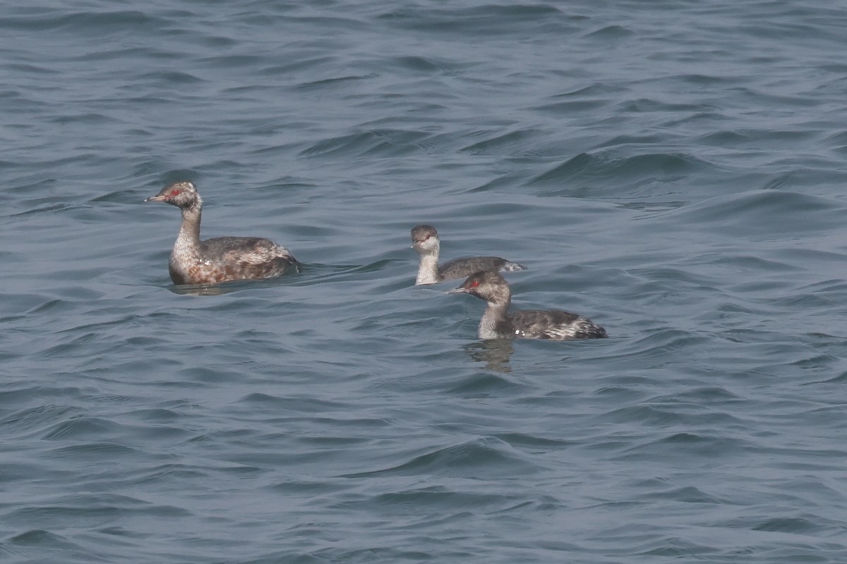 Horned Grebe - ML641420396