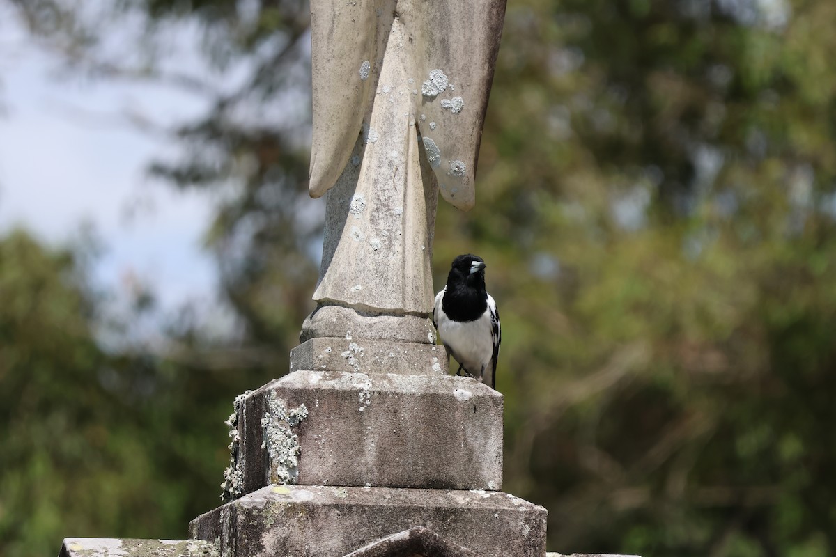Pied Butcherbird - ML641420397