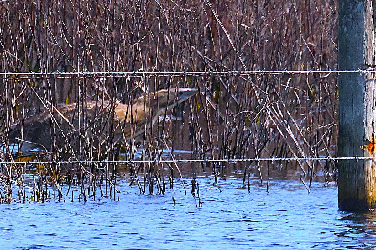 Australasian Bittern - ML641420421