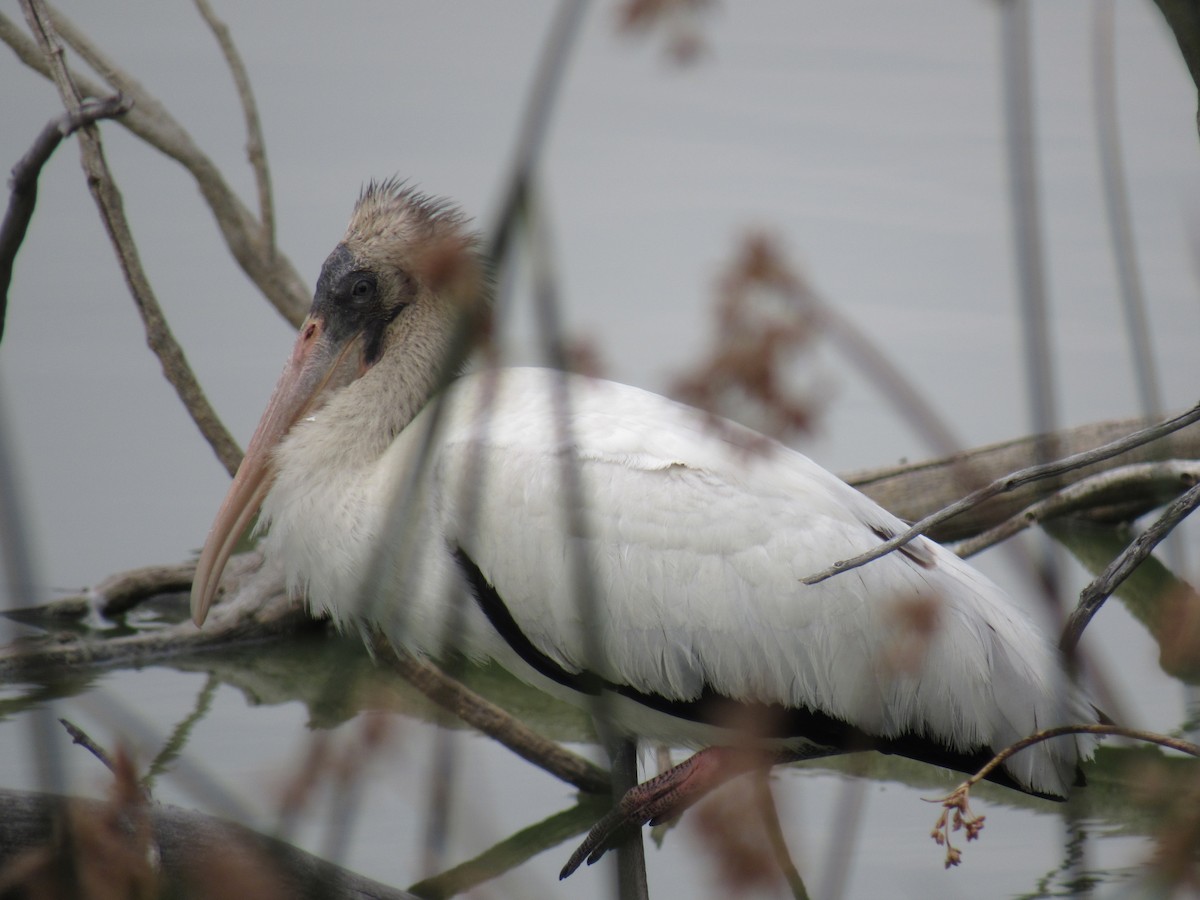 Wood Stork - ML641420427