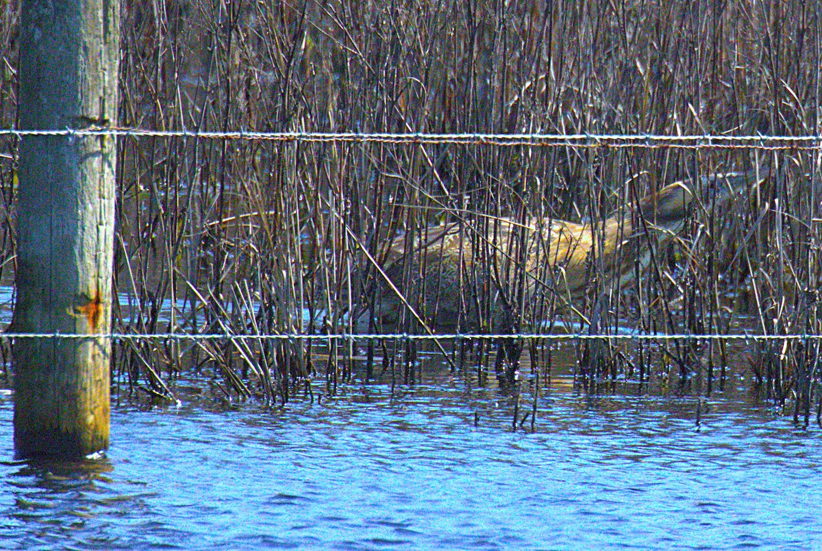 Australasian Bittern - ML641420428