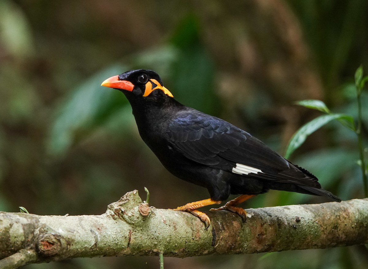 Common Hill Myna - ML641420429