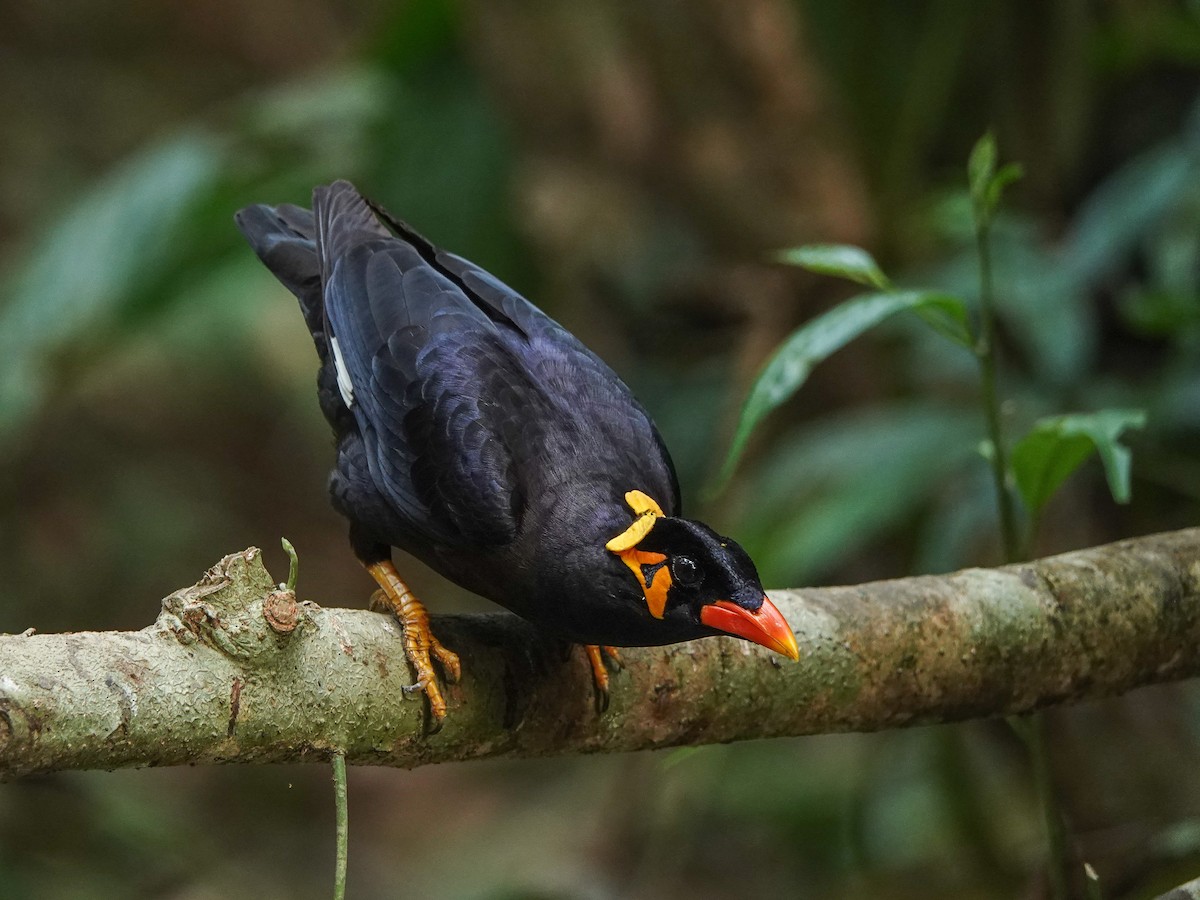 Common Hill Myna - ML641420430