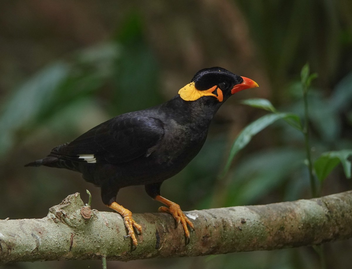 Common Hill Myna - ML641420431