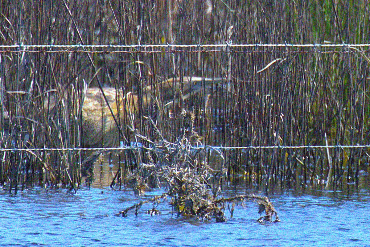 Australasian Bittern - ML641420440