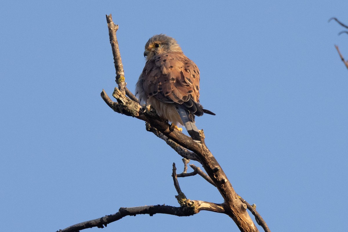 Belatz gorria (eurasiarra) - ML641420446