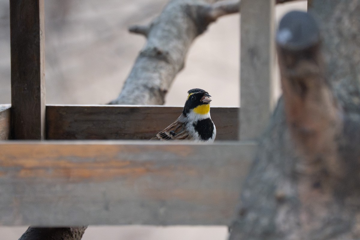 Yellow-throated Bunting - ML641420449
