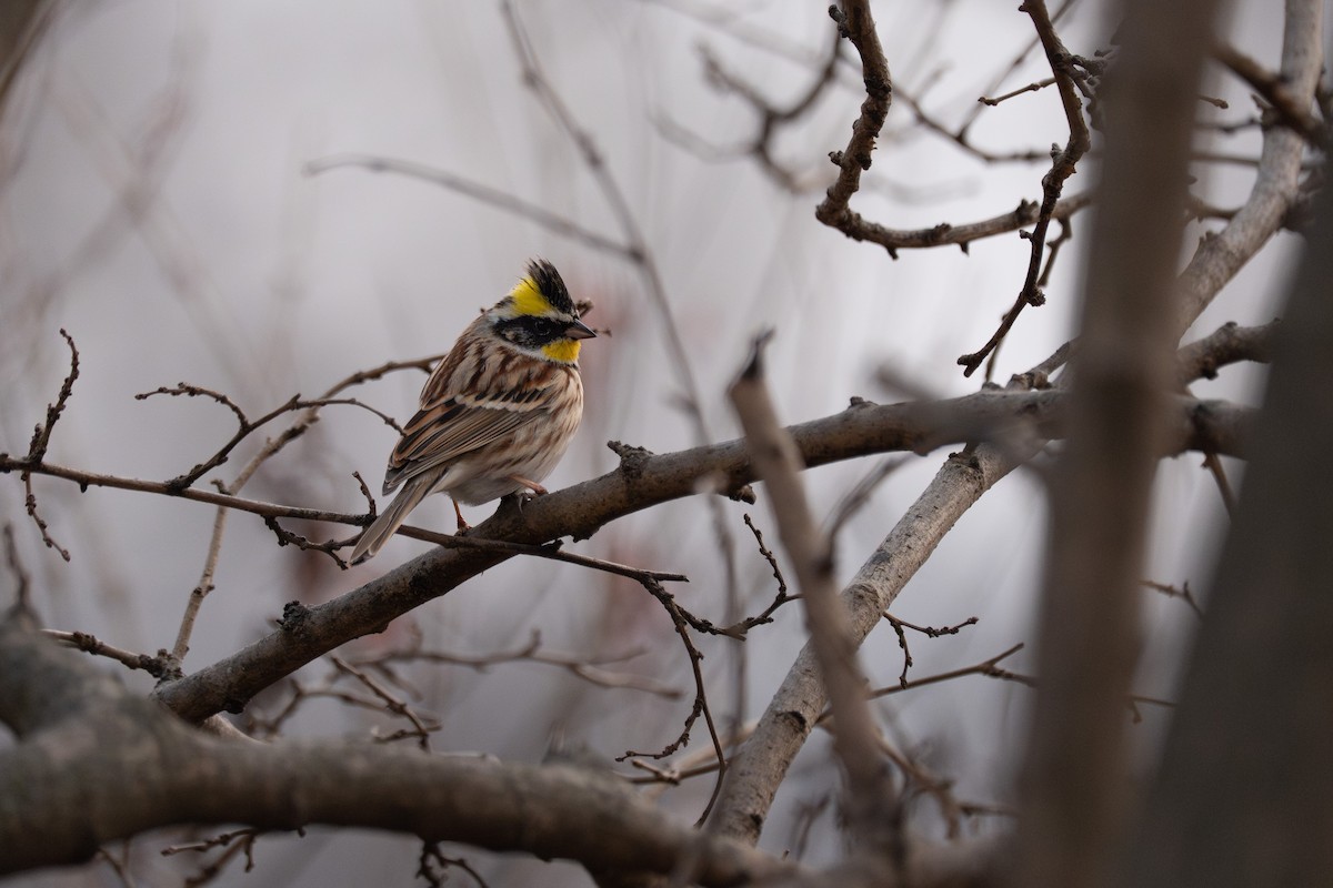 Yellow-throated Bunting - ML641420450