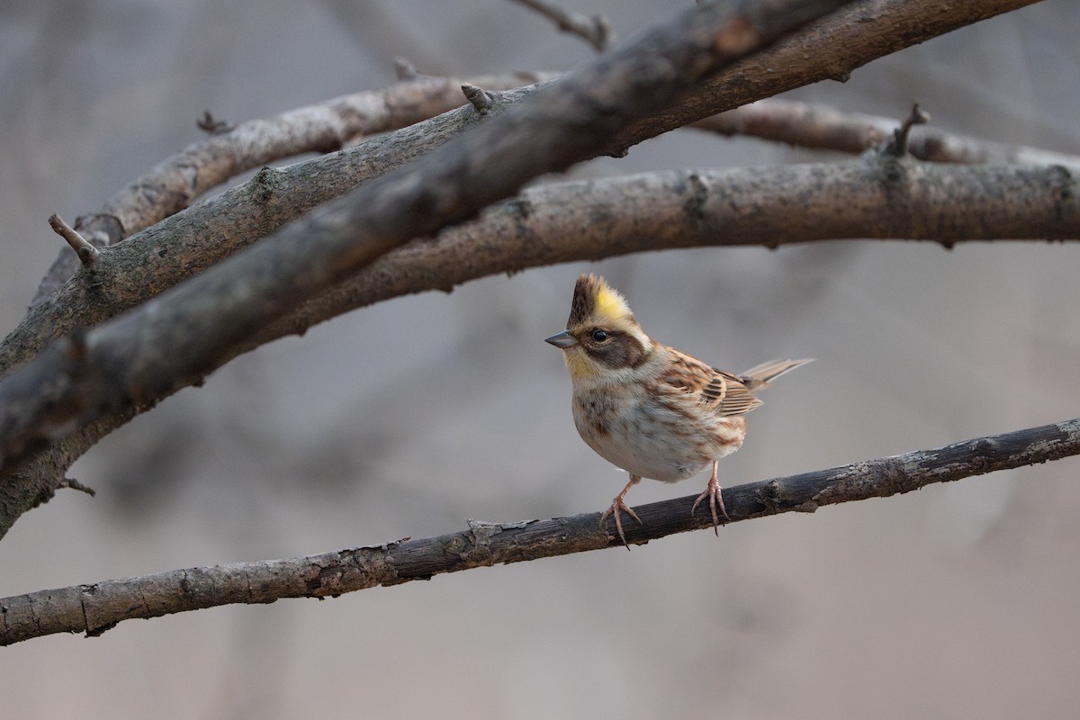 Yellow-throated Bunting - ML641420451