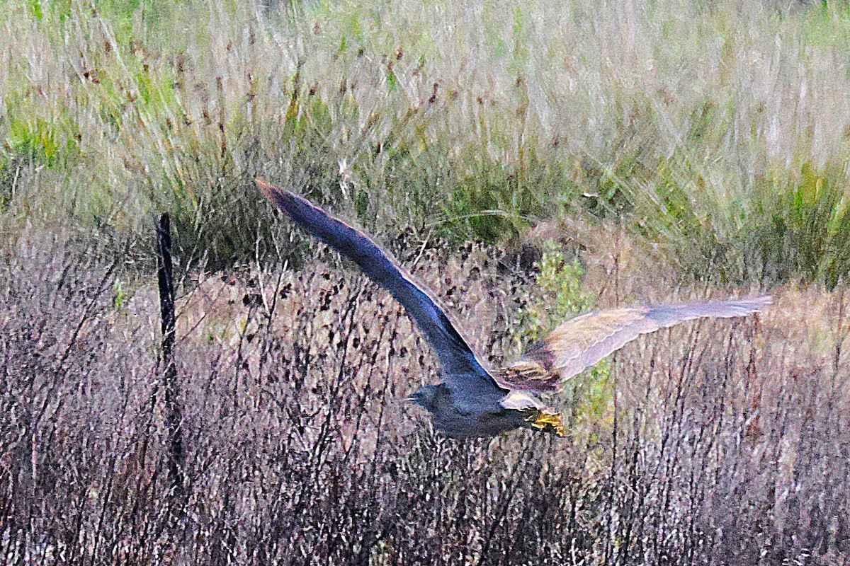 Australasian Bittern - ML641420452