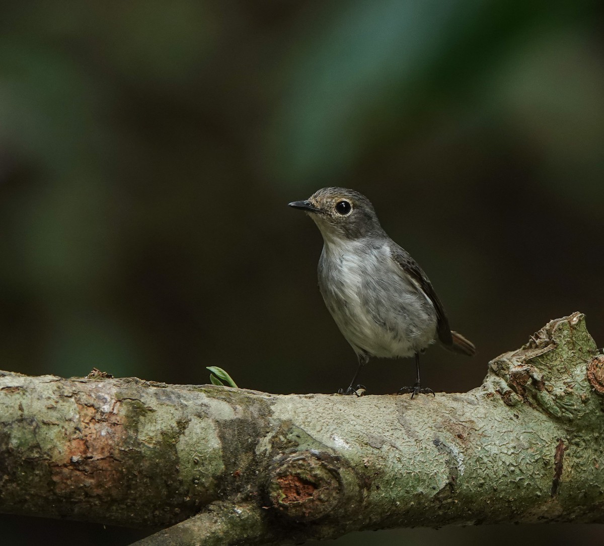 Little Pied Flycatcher - ML641420453