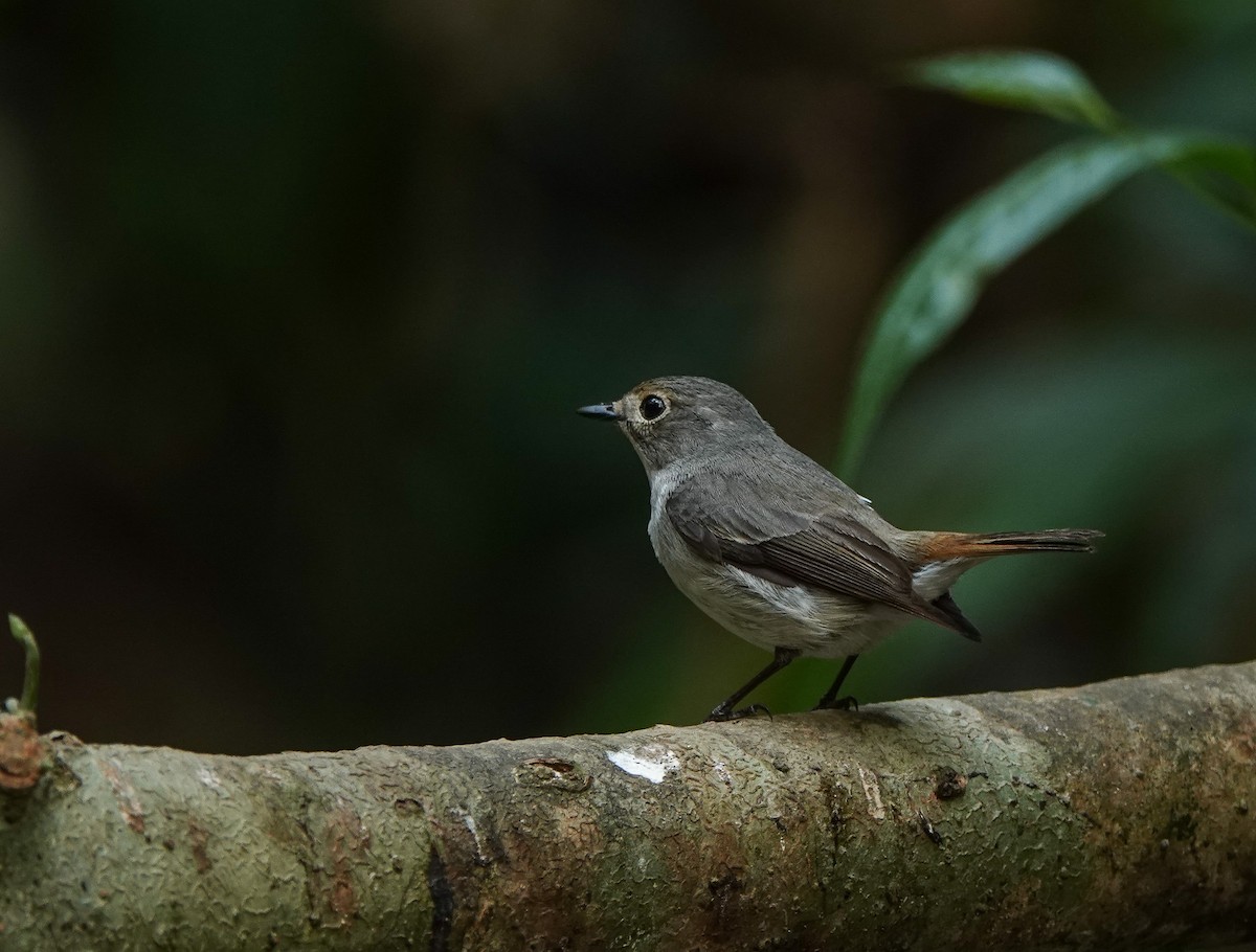 Little Pied Flycatcher - ML641420454