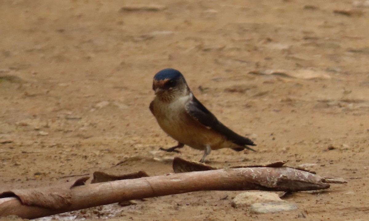 Tree Martin - ML641420457