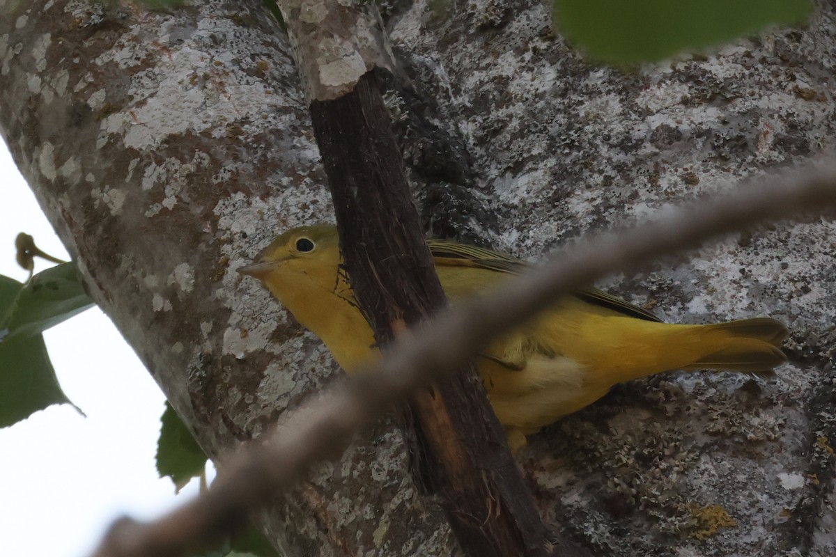 Yellow Warbler - ML641420459
