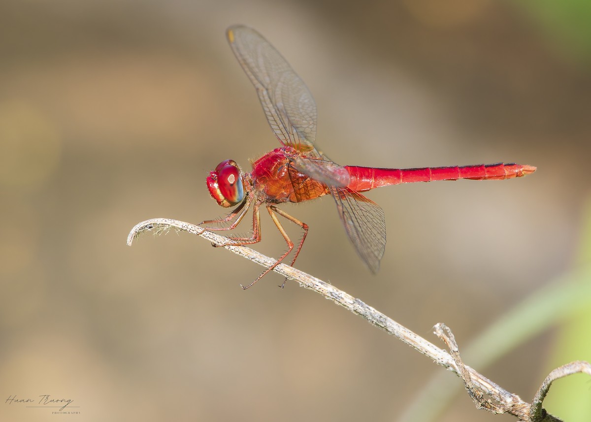 Scarlet Skimmer - ML641420463