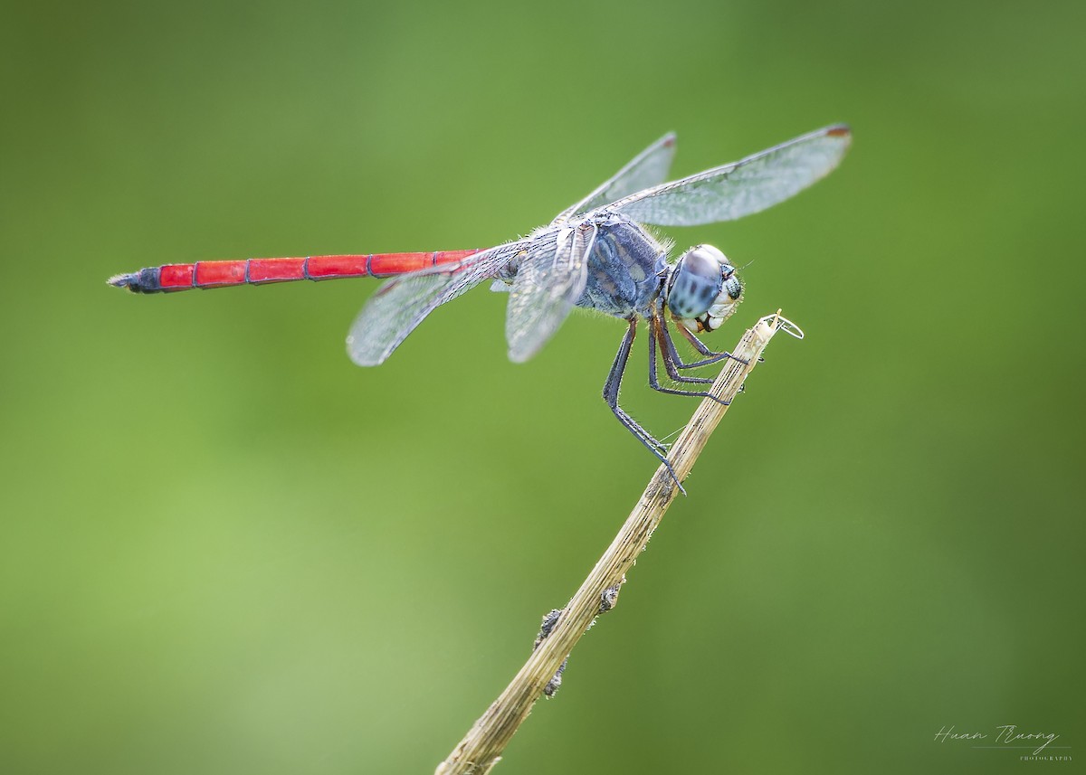 Asian Blood Tail - ML641420464