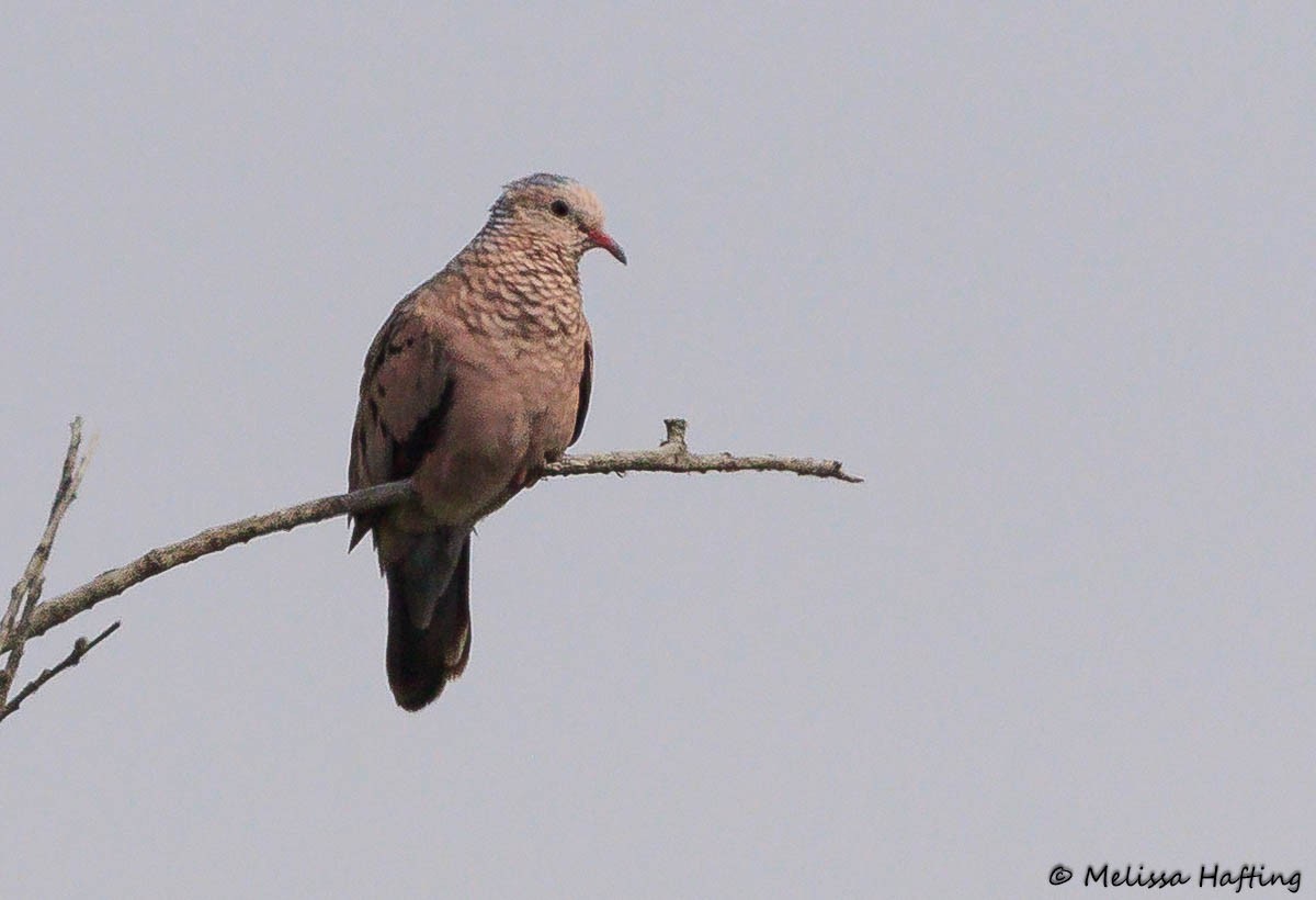 Common Ground Dove - ML641420467
