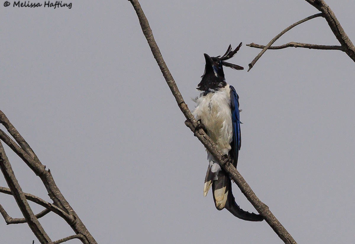 Black-throated Magpie-Jay - ML641420472