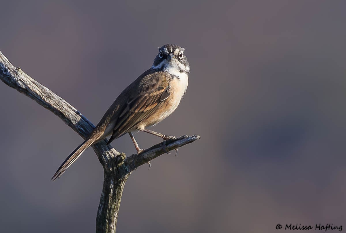 Bell's Sparrow - ML641420482