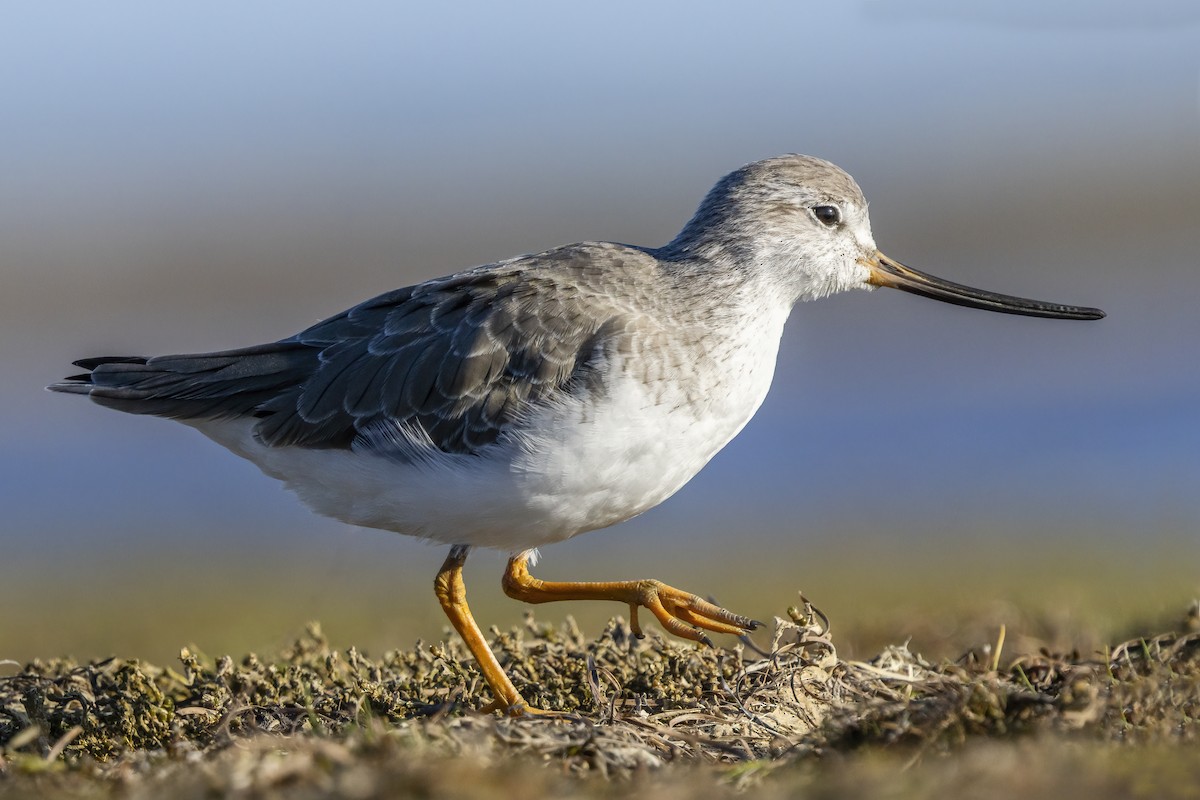 tereksnipe - ML641420488