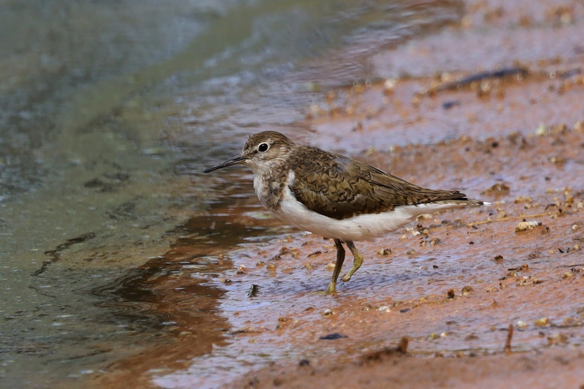 strandsnipe - ML641420498