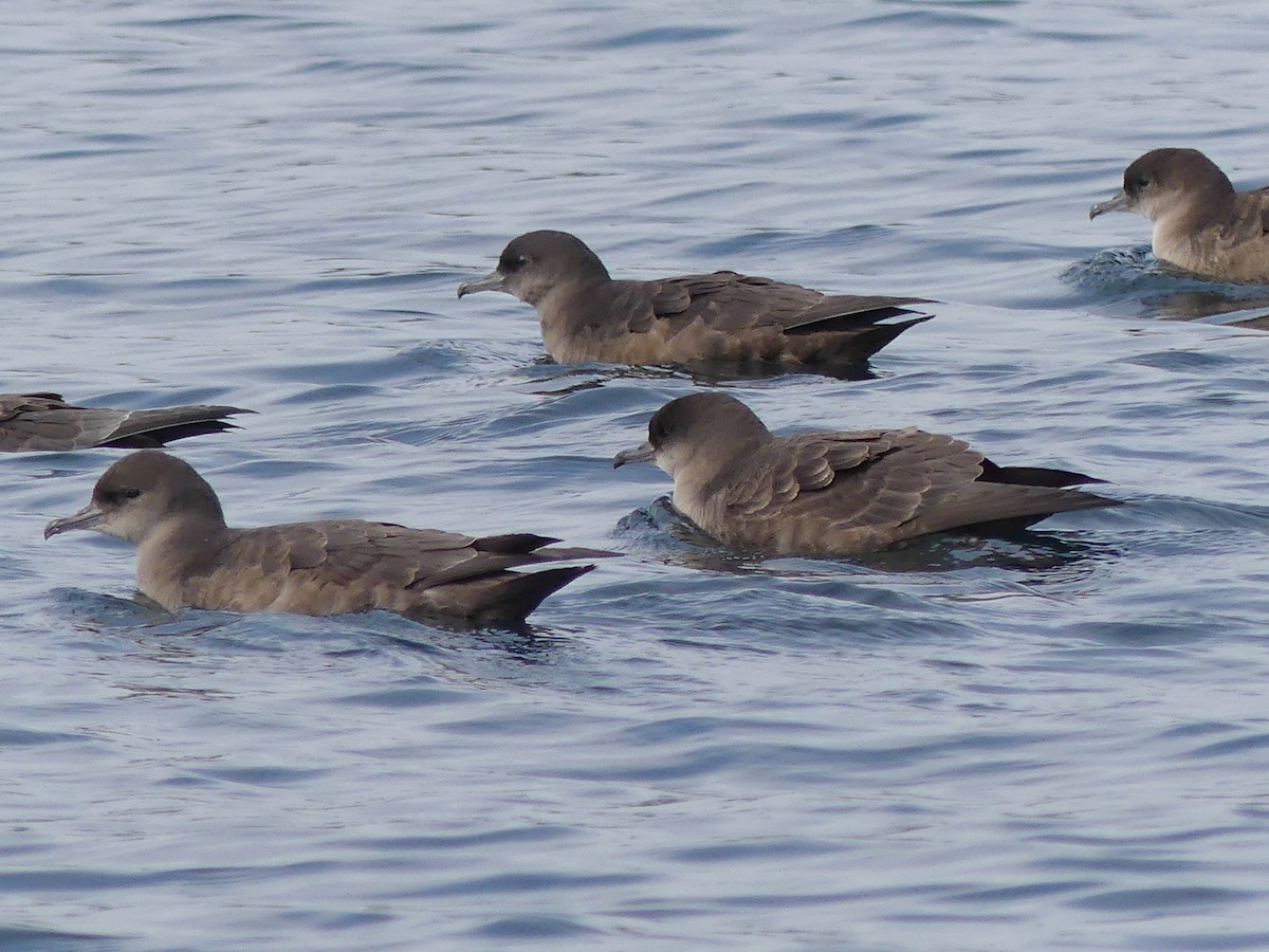 Short-tailed Shearwater - ML641420513