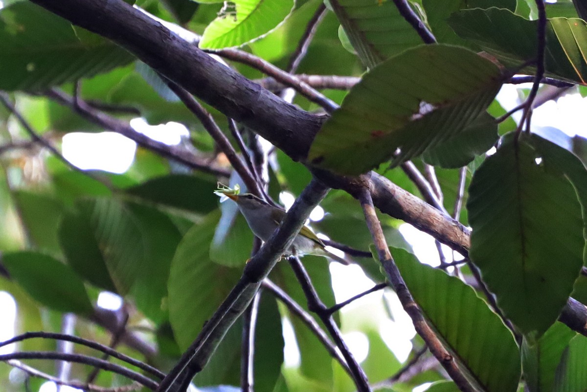 Phylloscopus sp. - ML641420514