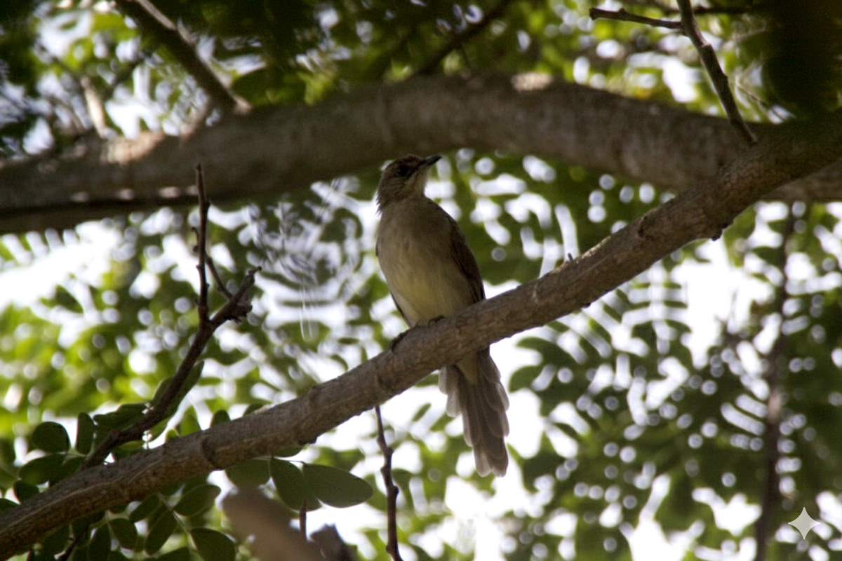 Streak-eared Bulbul - ML641420523