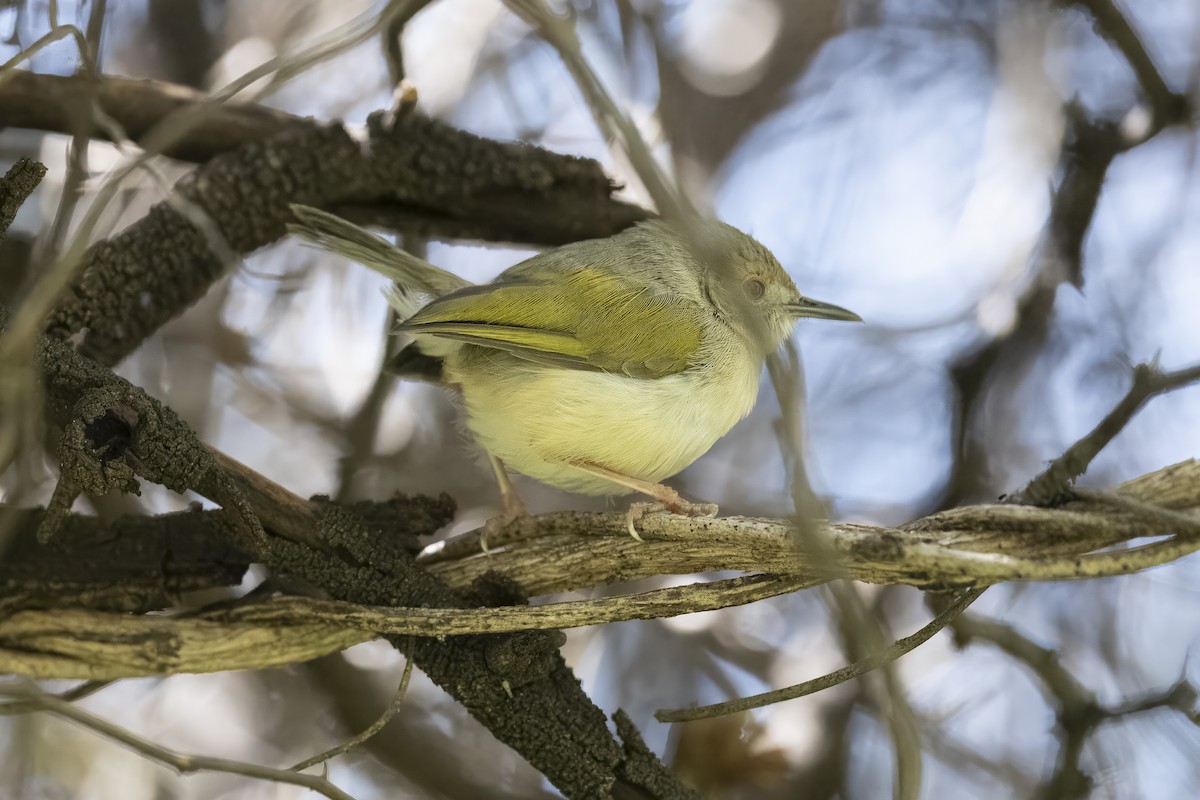 Green-backed Camaroptera (Gray-backed) - ML641420535