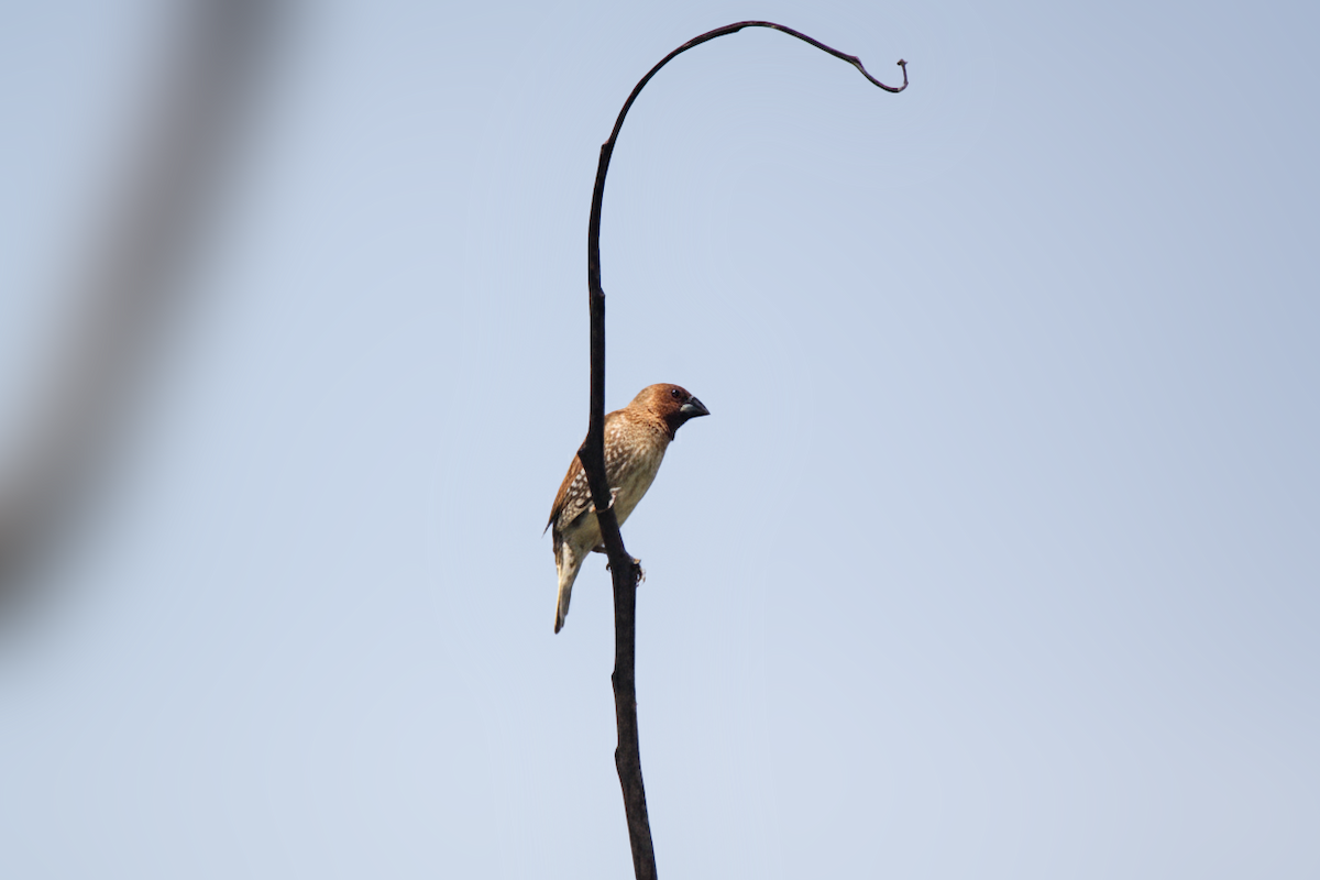 Munia pettosquamato - ML641420536