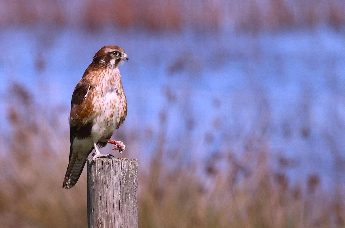 Brown Falcon - ML641420538