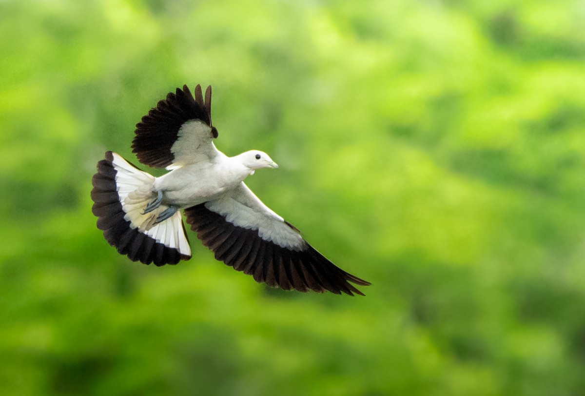 Pied Imperial-Pigeon - ML641420539