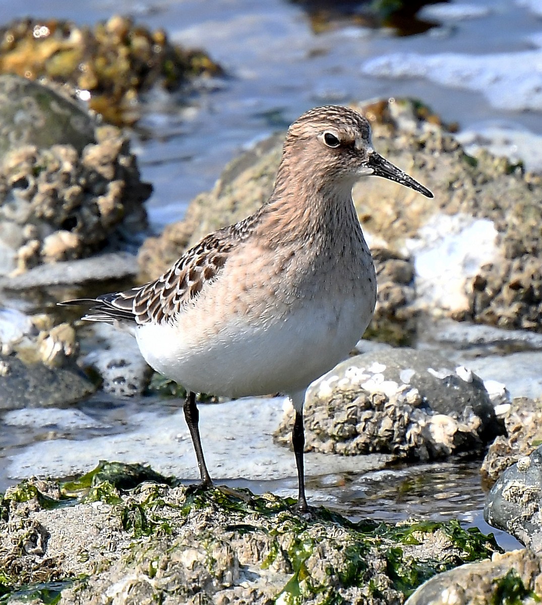 Baird's Sandpiper - ML641420547