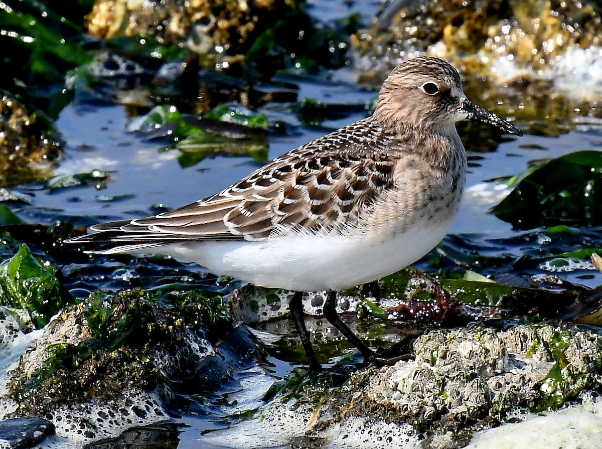 Baird's Sandpiper - ML641420548