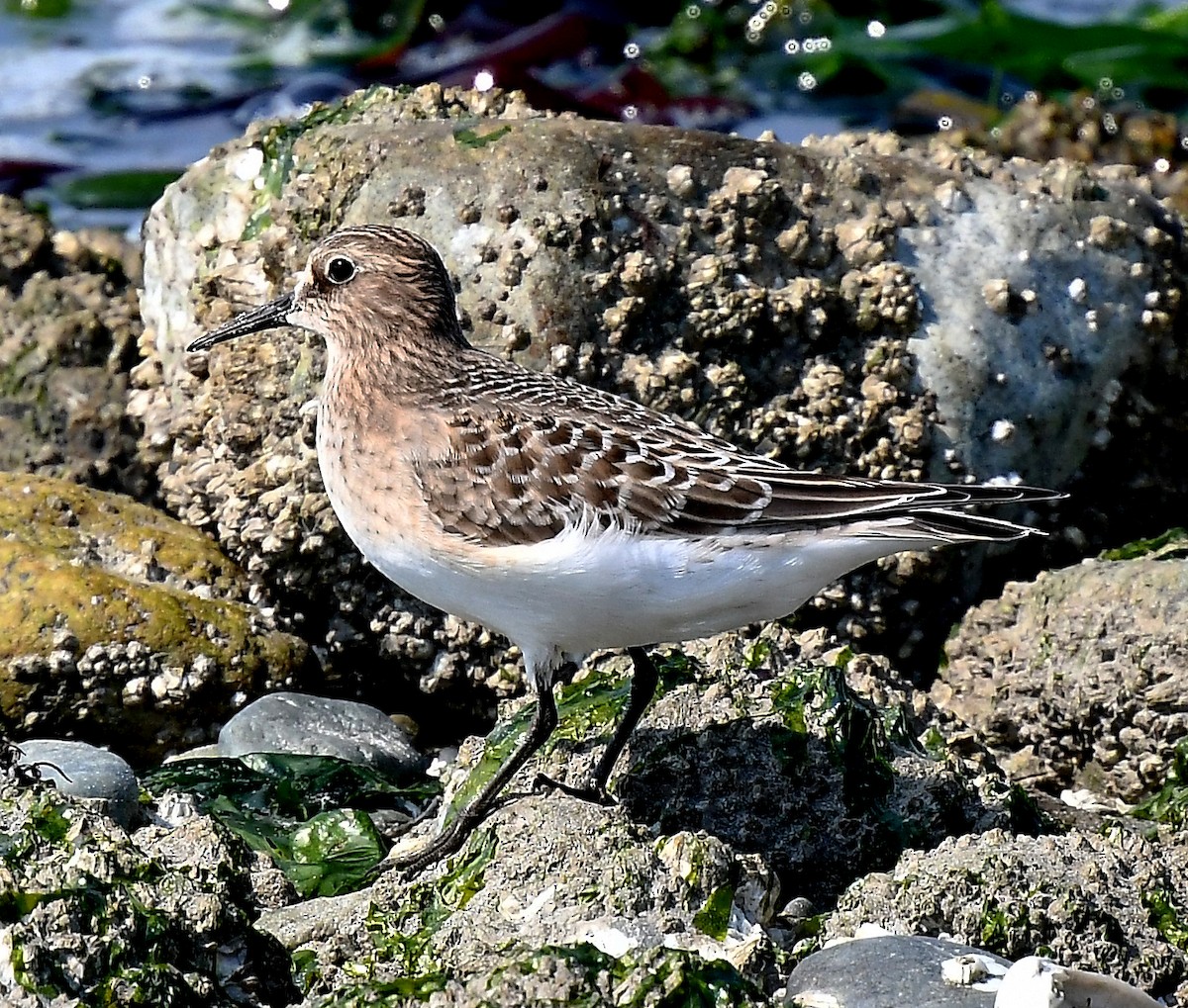 Baird's Sandpiper - ML641420549