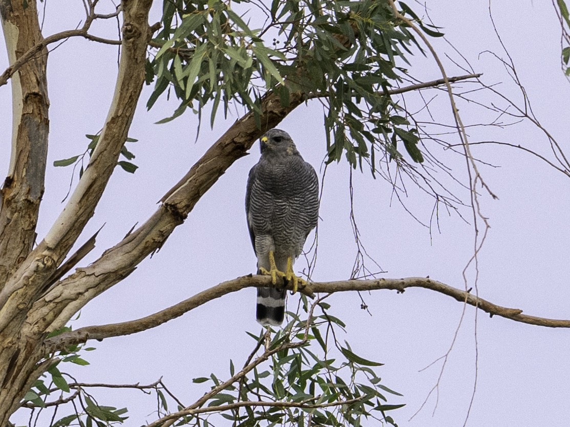 Gray Hawk - ML641420550