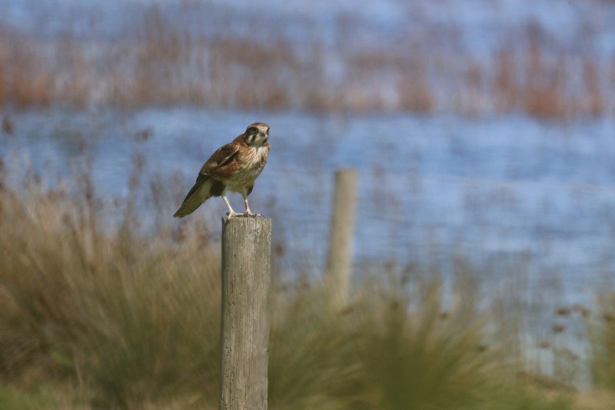 Brown Falcon - ML641420551