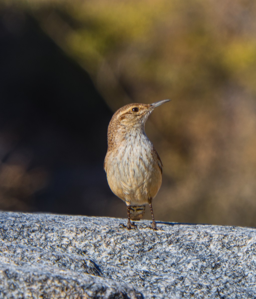 Rock Wren - ML641420552