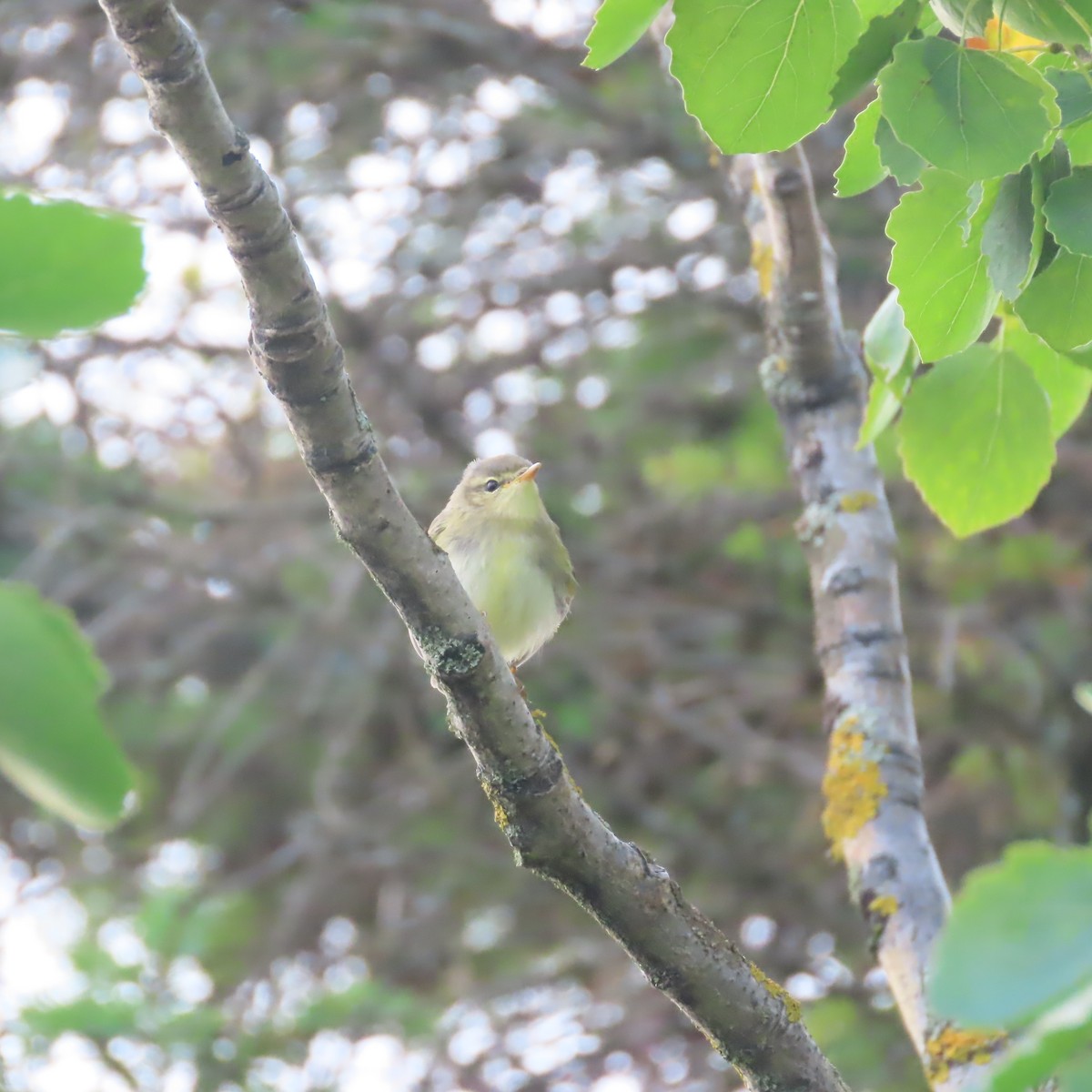 Willow Warbler - ML641420553
