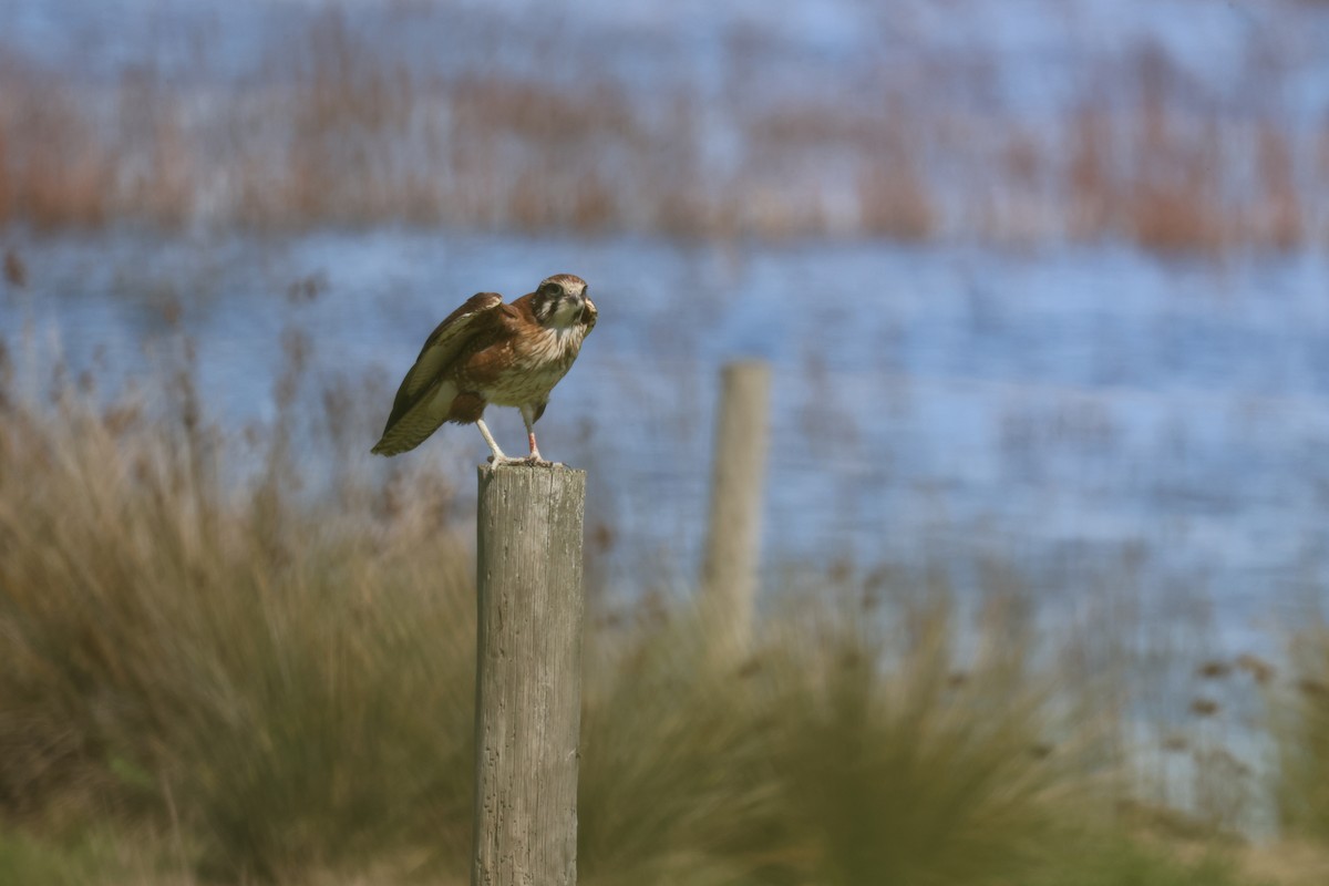 Brown Falcon - ML641420554