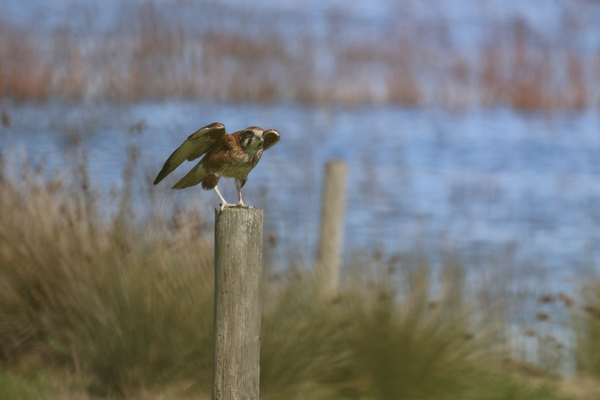 Brown Falcon - ML641420555