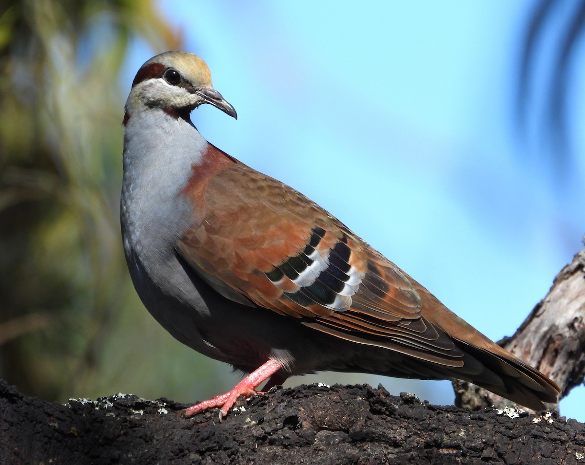 Brush Bronzewing - ML641420556