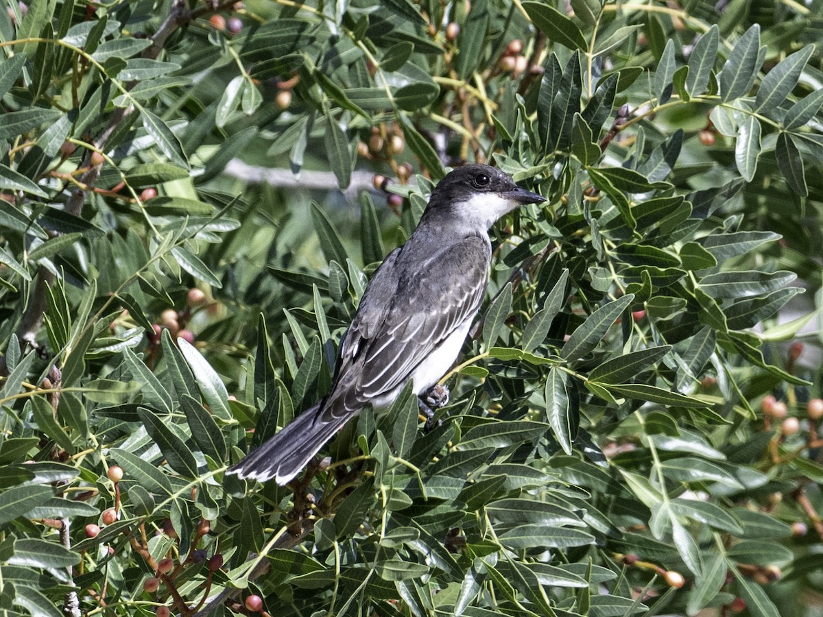 Eastern Kingbird - ML641420557