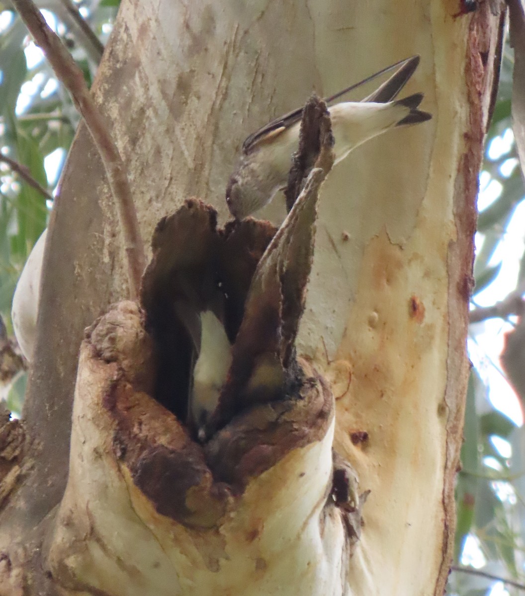Tree Martin - ML641420558