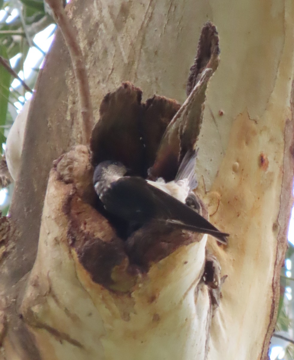 Tree Martin - ML641420559