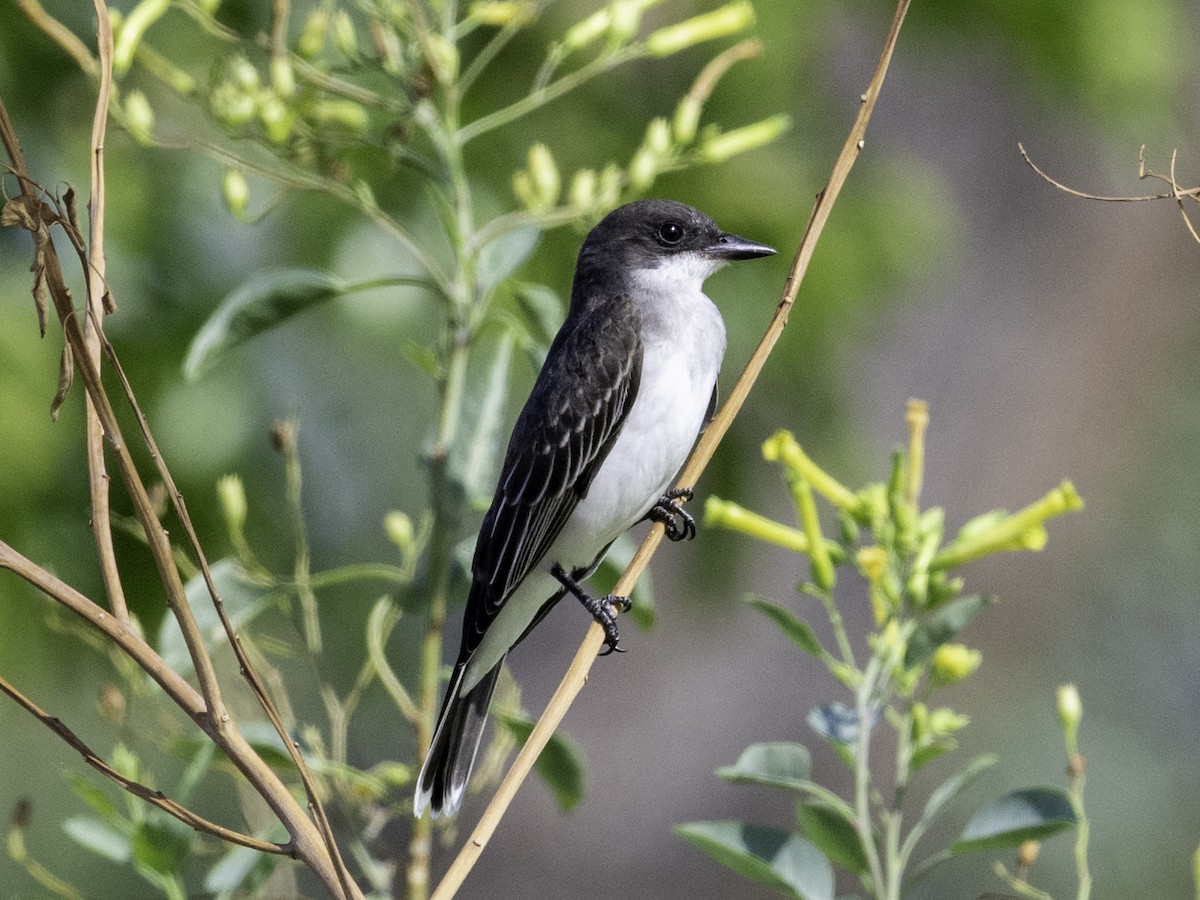 Eastern Kingbird - ML641420561