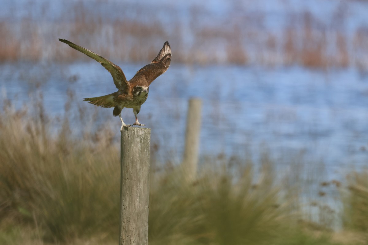 Brown Falcon - ML641420562