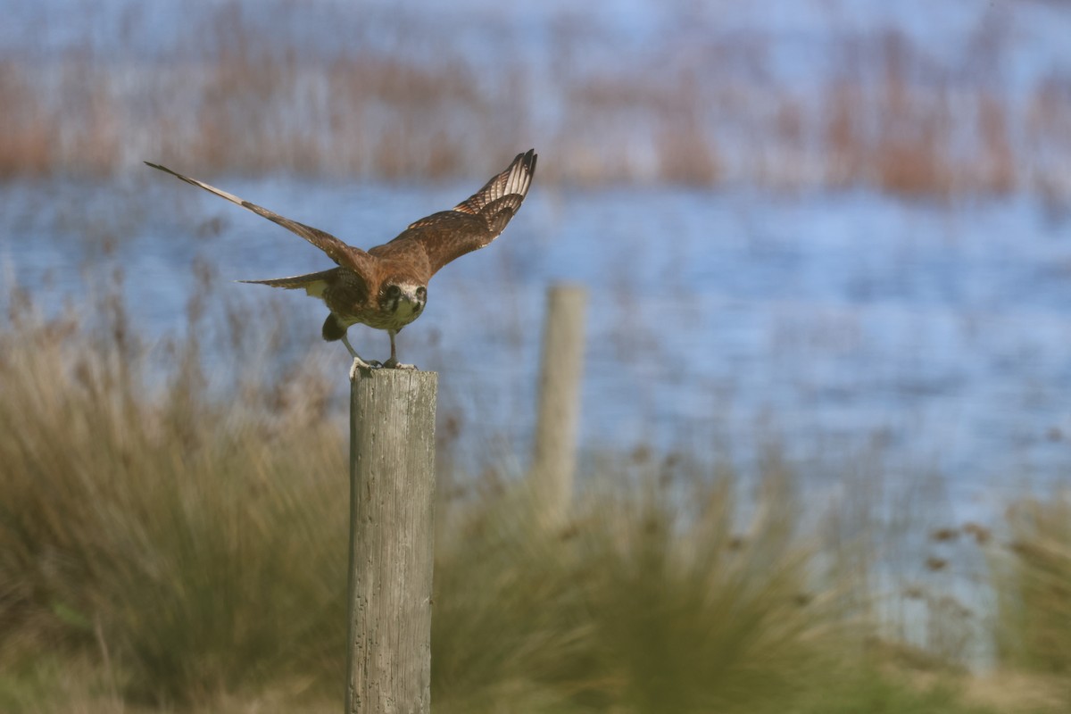 Brown Falcon - ML641420563