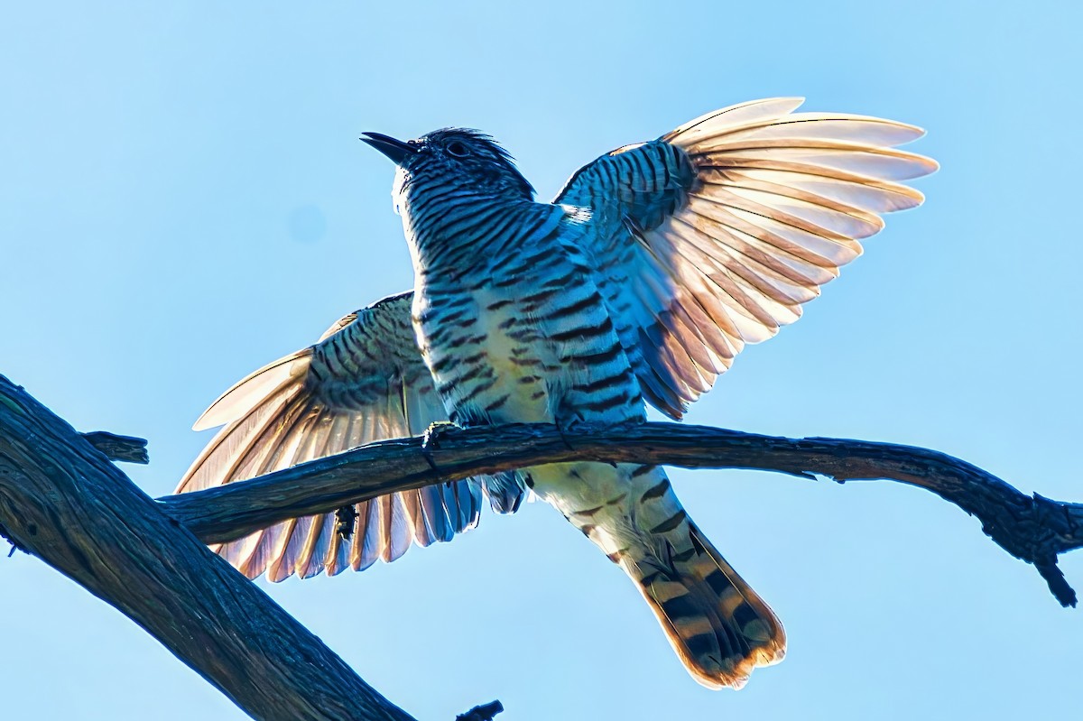 Shining Bronze-Cuckoo - ML641420564